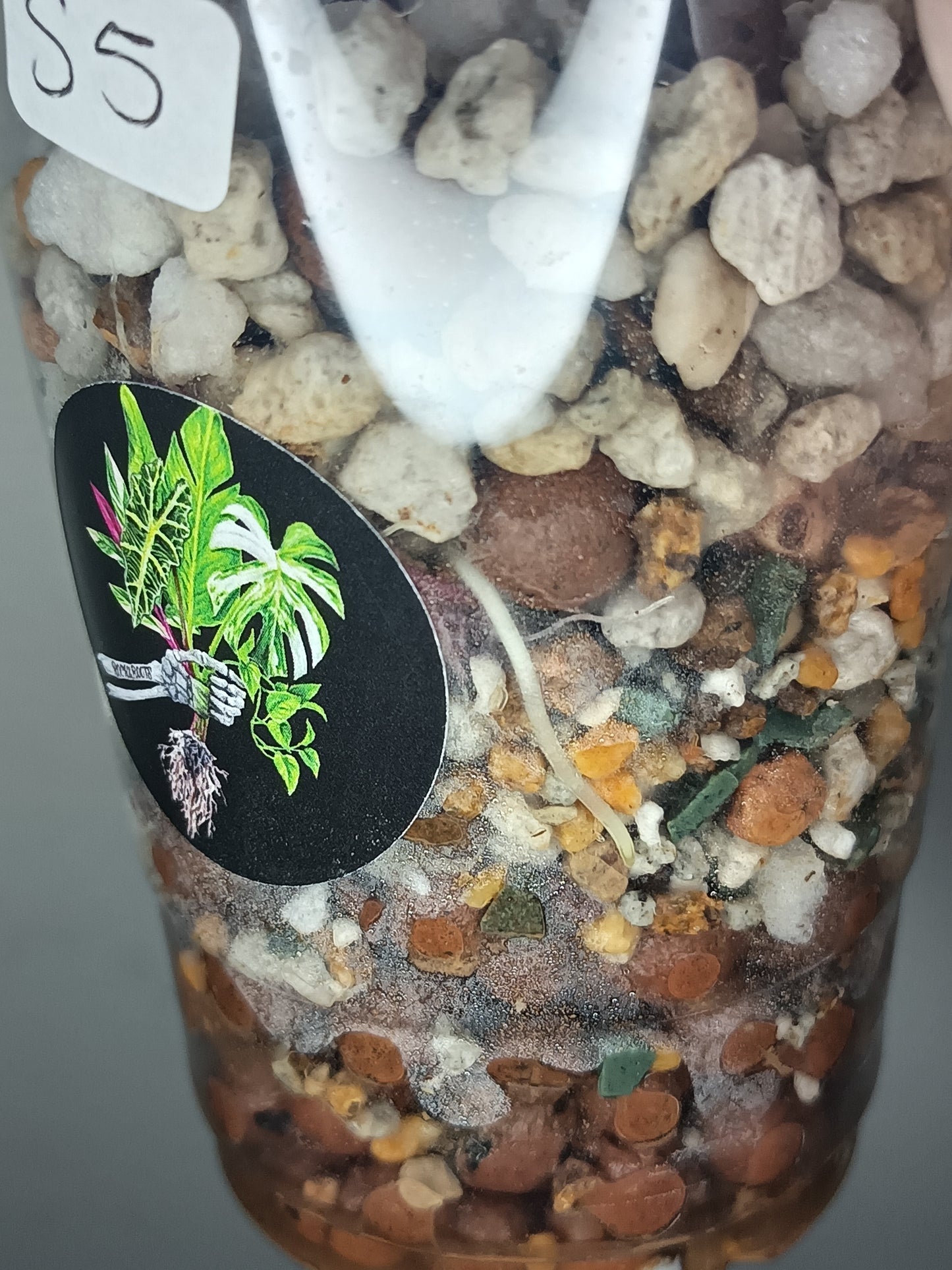 Alocosia serendipity Deb Strurgeon