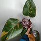 Philodendron Orange Princess #1- Reserved Kristin Rachinski