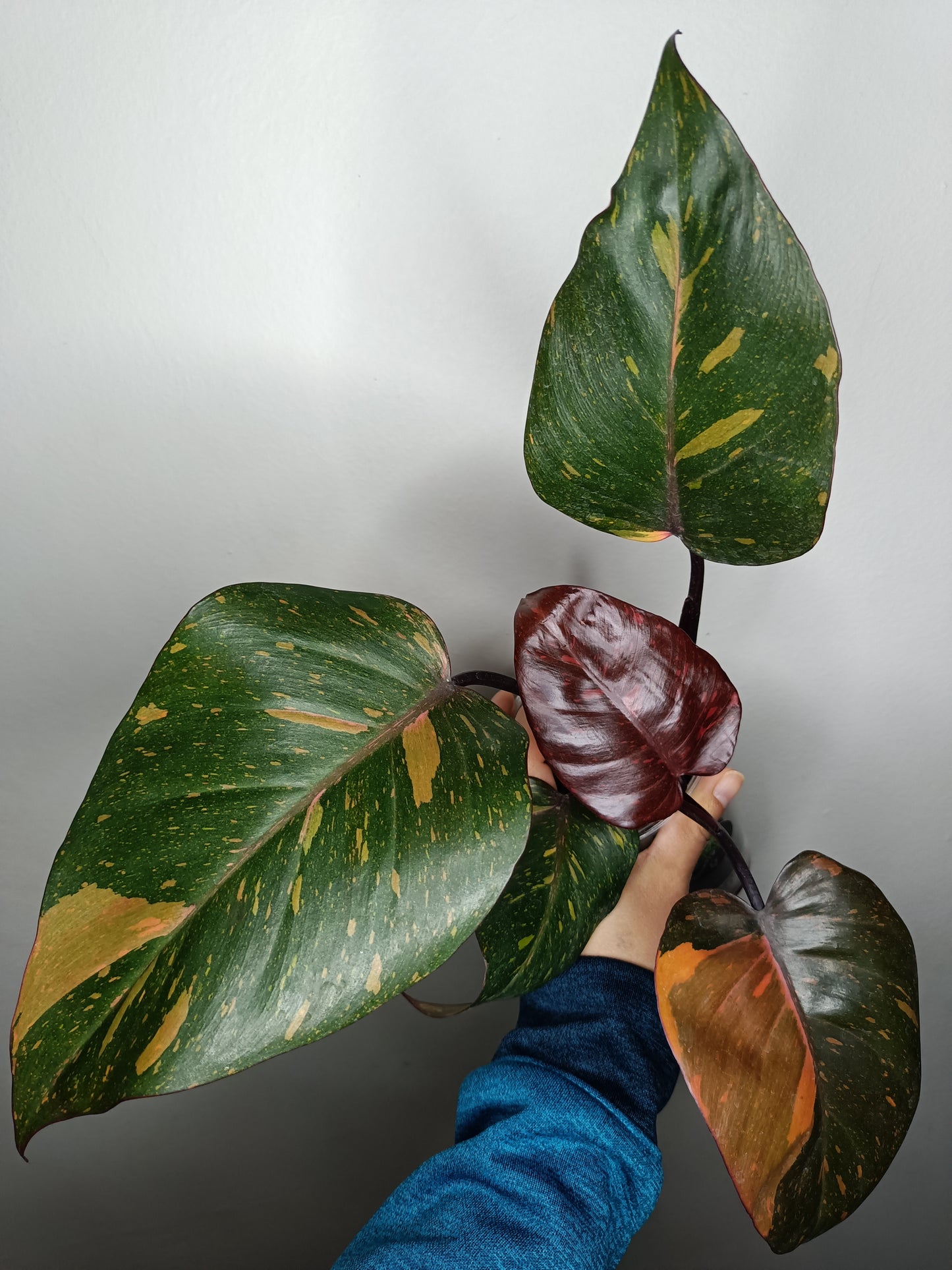 Philodendron Orange Princess #1- Reserved Kristin Rachinski