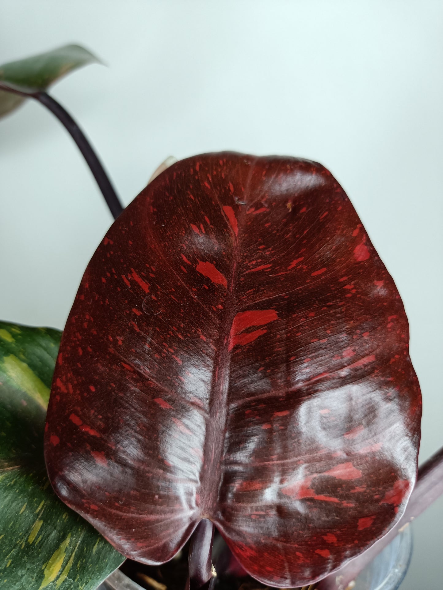 Philodendron Orange Princess #1- Reserved Kristin Rachinski