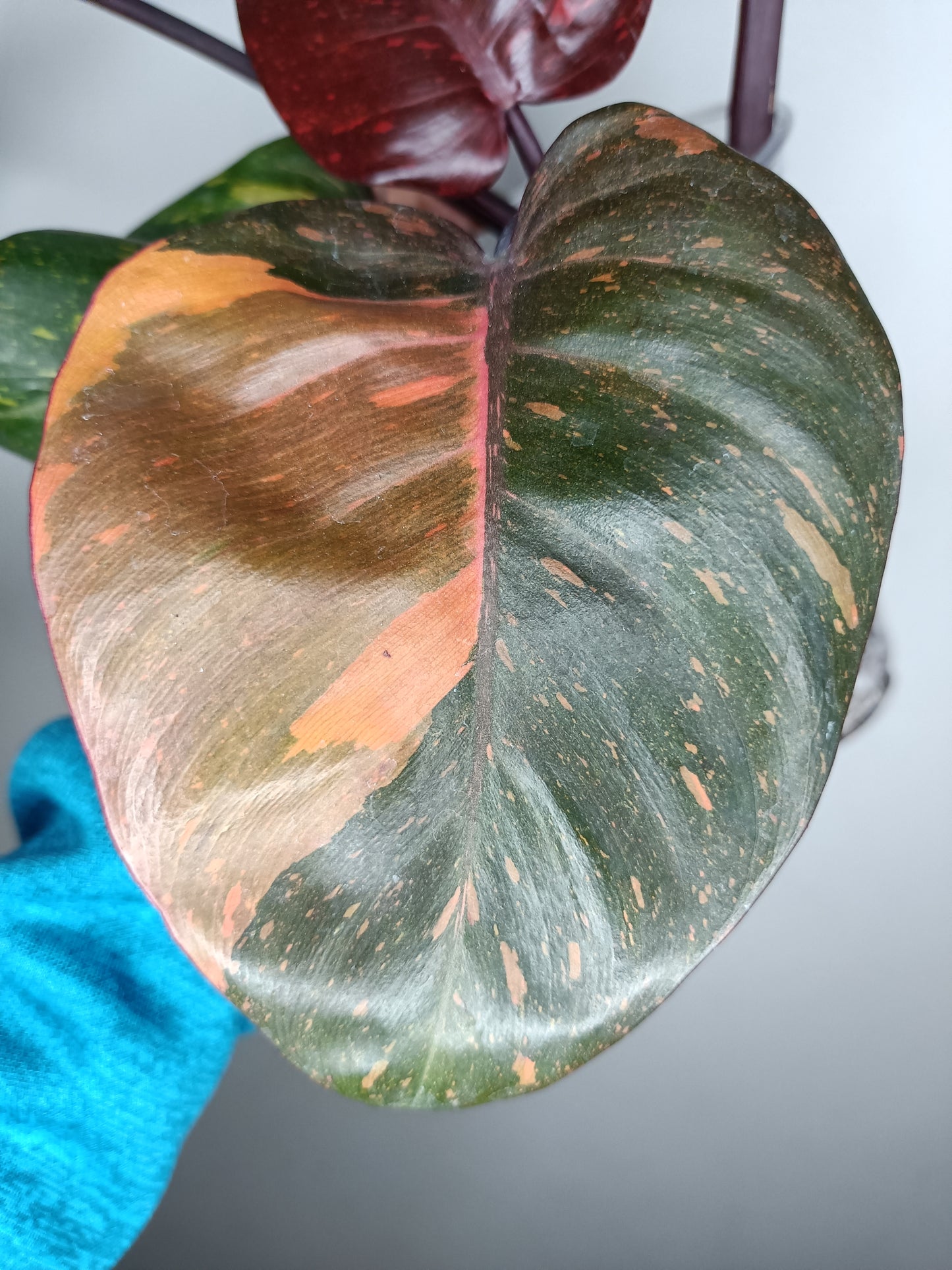 Philodendron Orange Princess #1- Reserved Kristin Rachinski