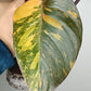 Philodendron Orange Princess #5- Reserved Chad Popour