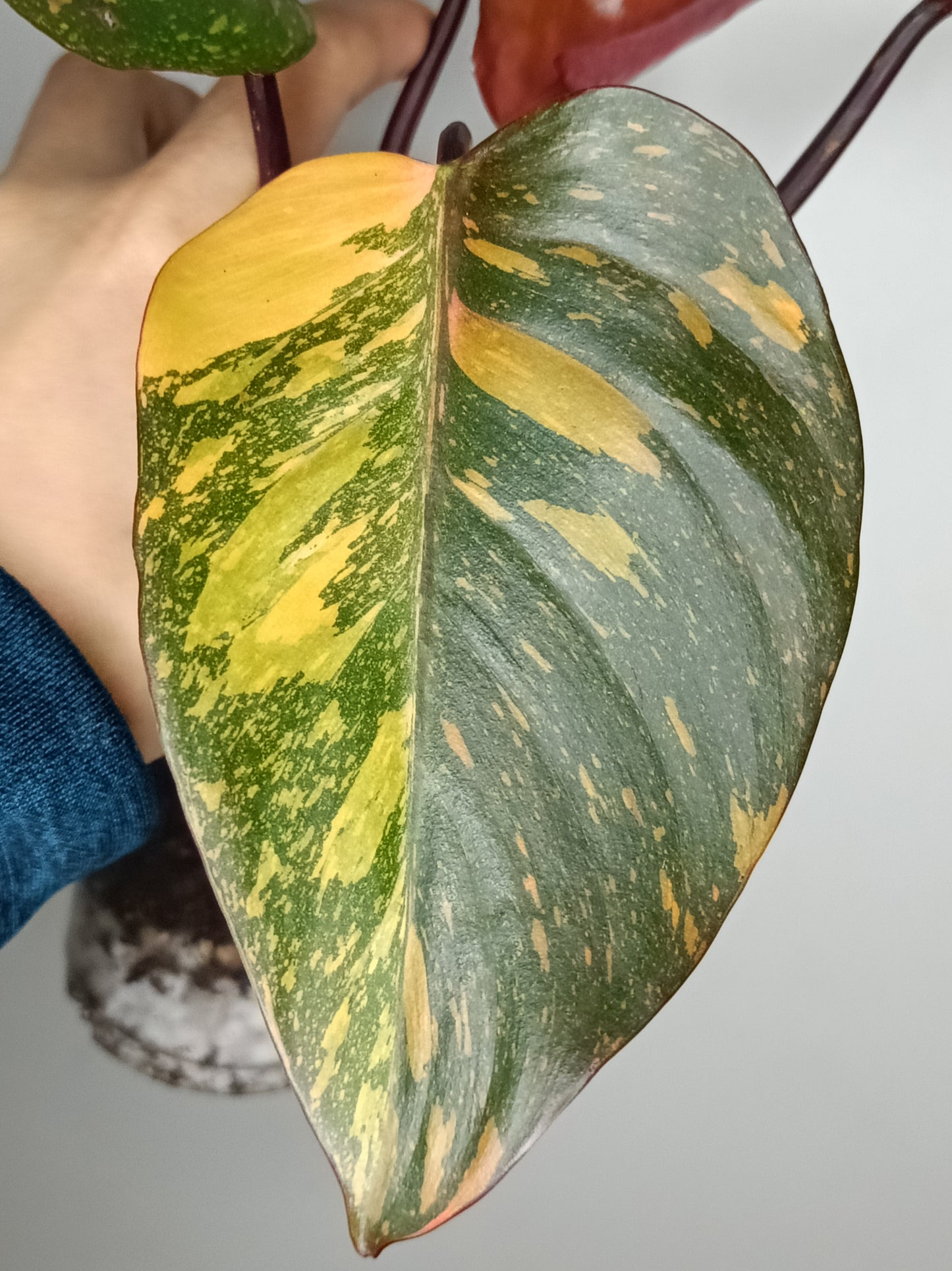 Philodendron Orange Princess #5- Reserved Chad Popour