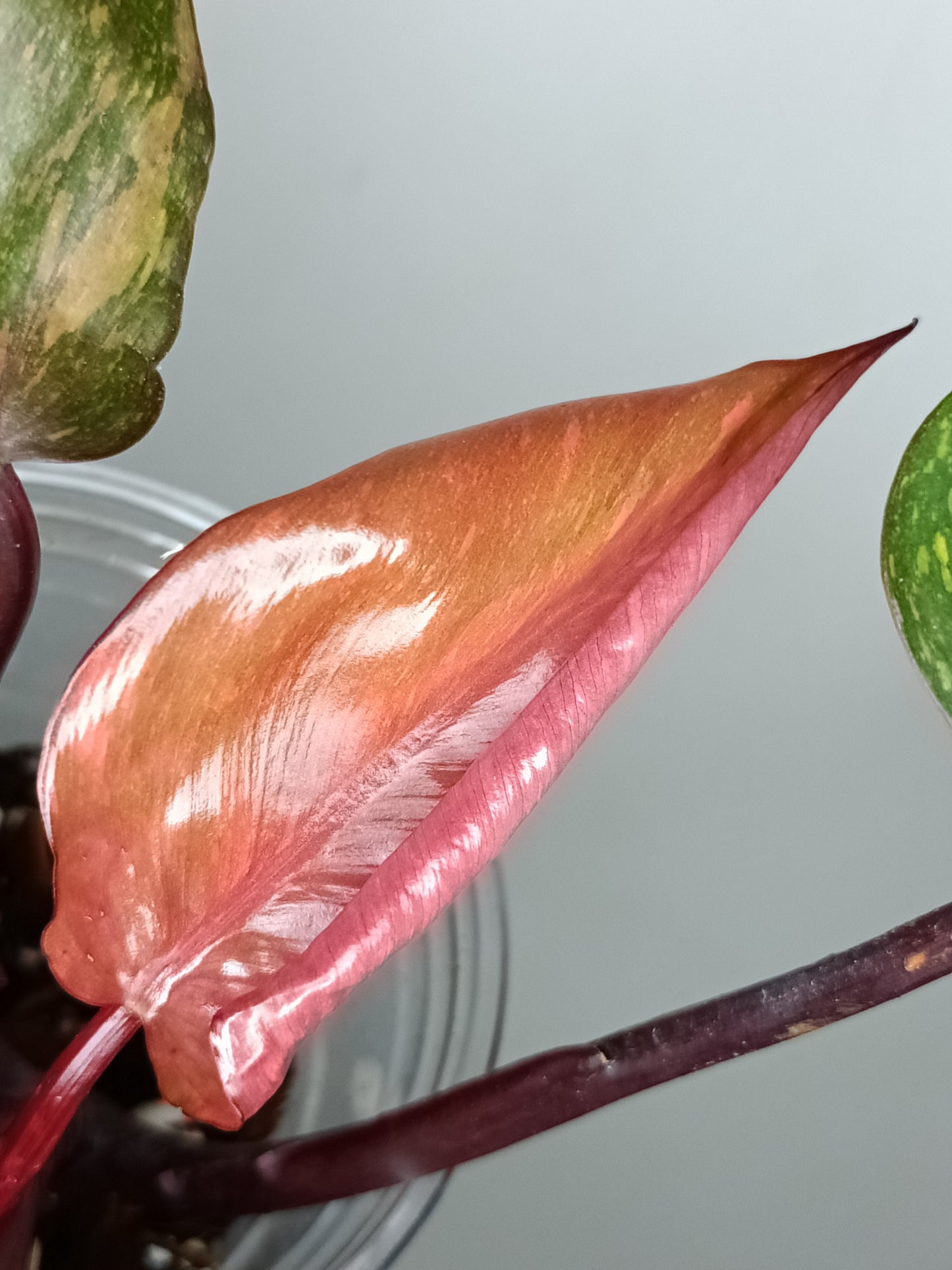 Philodendron Orange Princess #5- Reserved Chad Popour