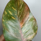 Philodendron Orange Princess #5- Reserved Chad Popour