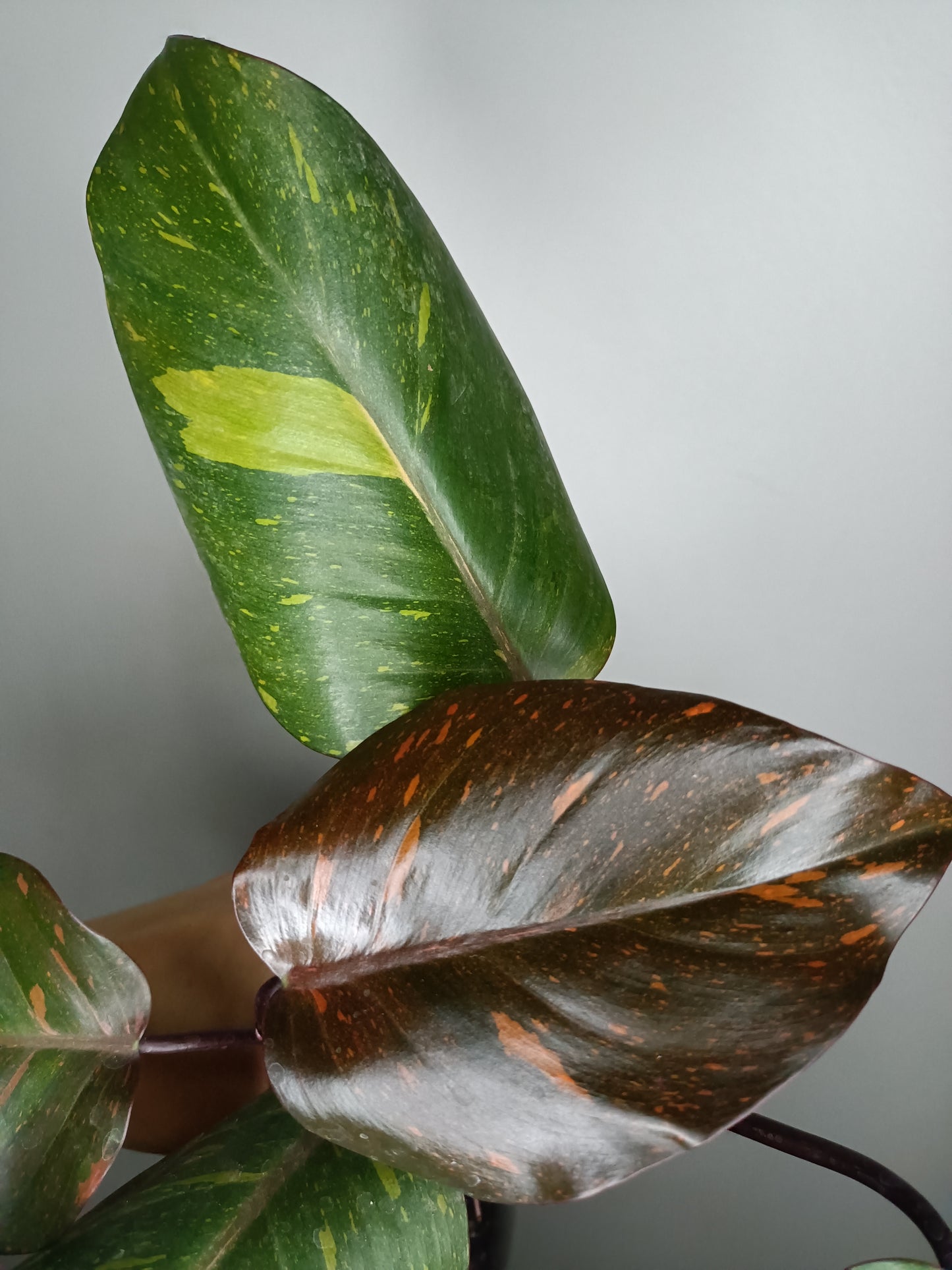 Philodendron Orange Princess #9