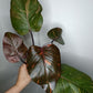 Philodendron Orange Princess #10- Carolyn Sue Mohawk Waters