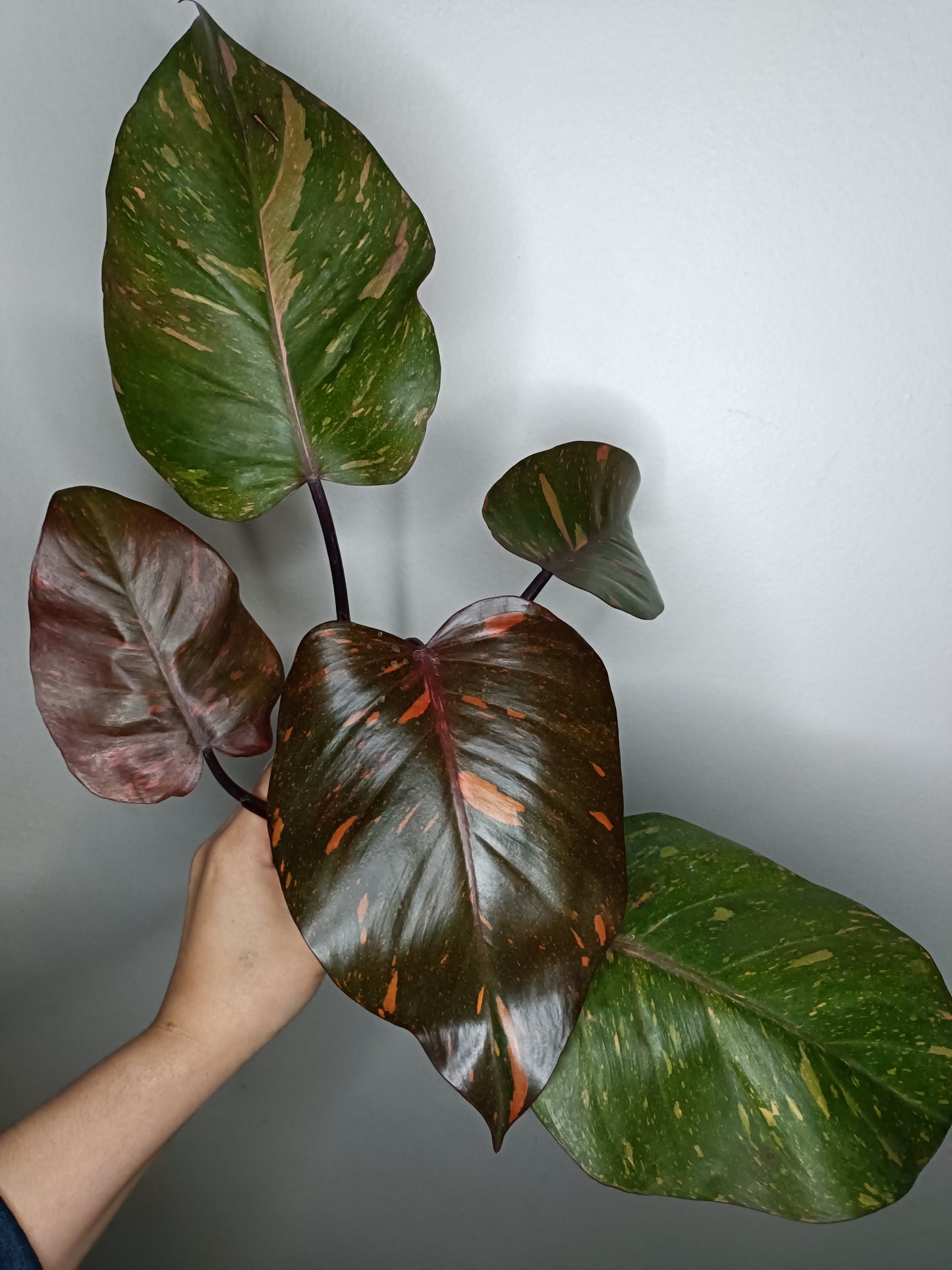 Philodendron Orange Princess #10- Carolyn Sue Mohawk Waters