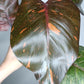 Philodendron Orange Princess #10- Carolyn Sue Mohawk Waters