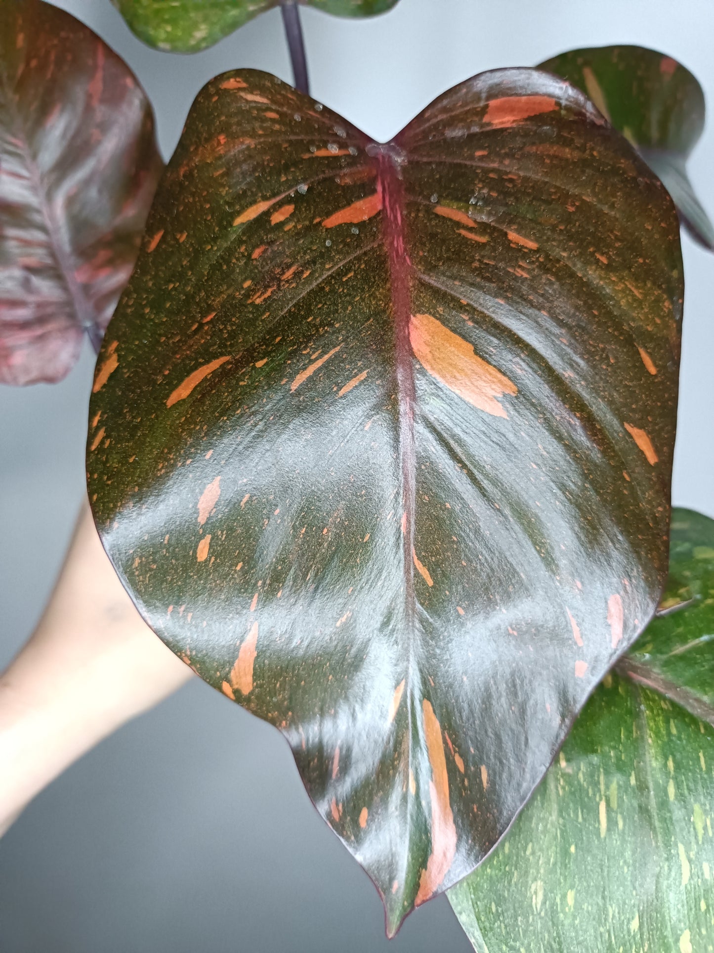 Philodendron Orange Princess #10- Carolyn Sue Mohawk Waters