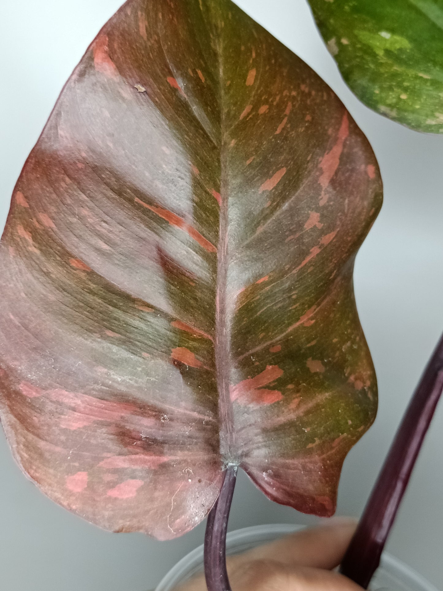 Philodendron Orange Princess #10- Carolyn Sue Mohawk Waters