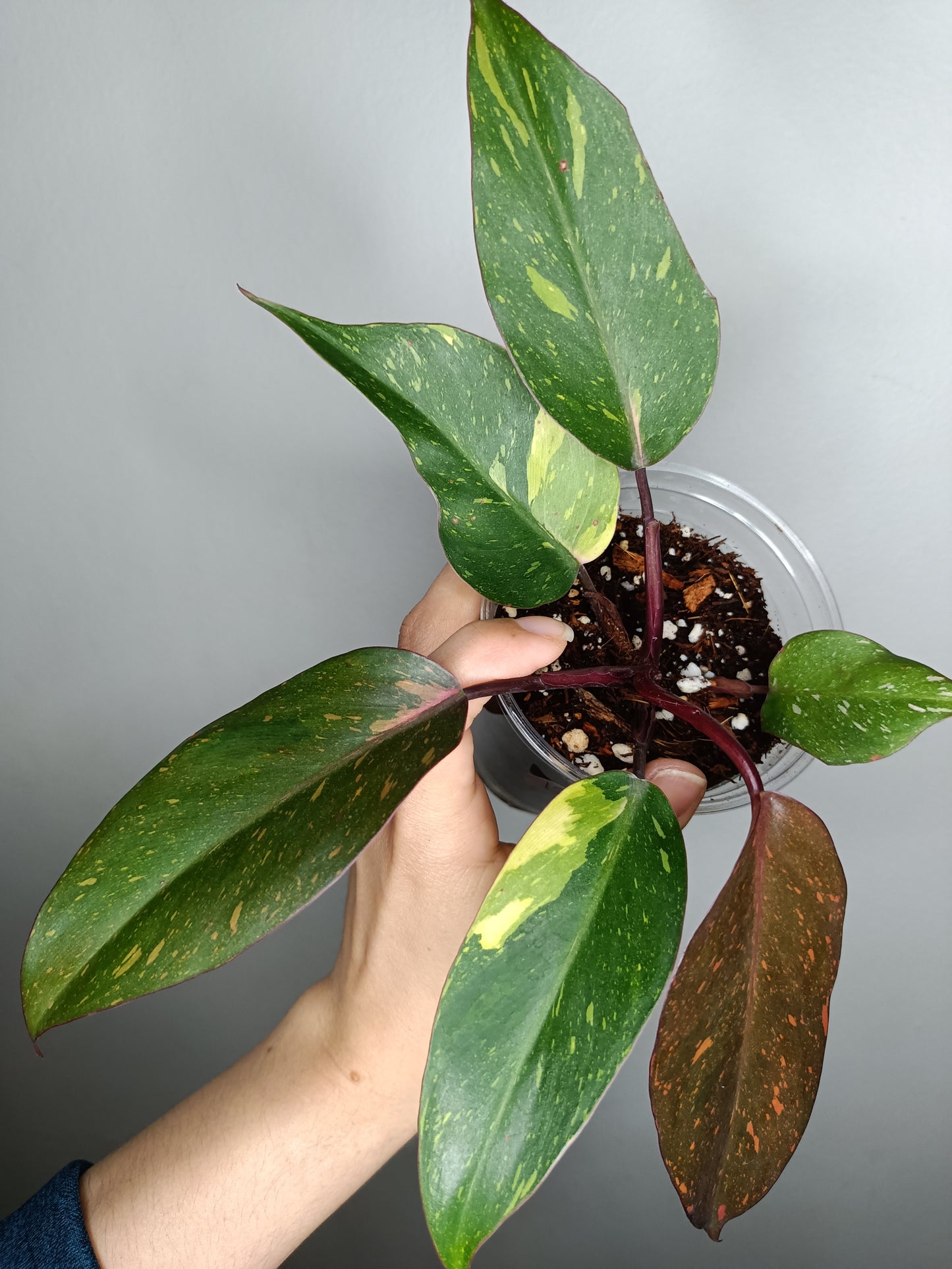 Philodendron Orange Princess #12