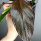 Philodendron Orange Princess #12