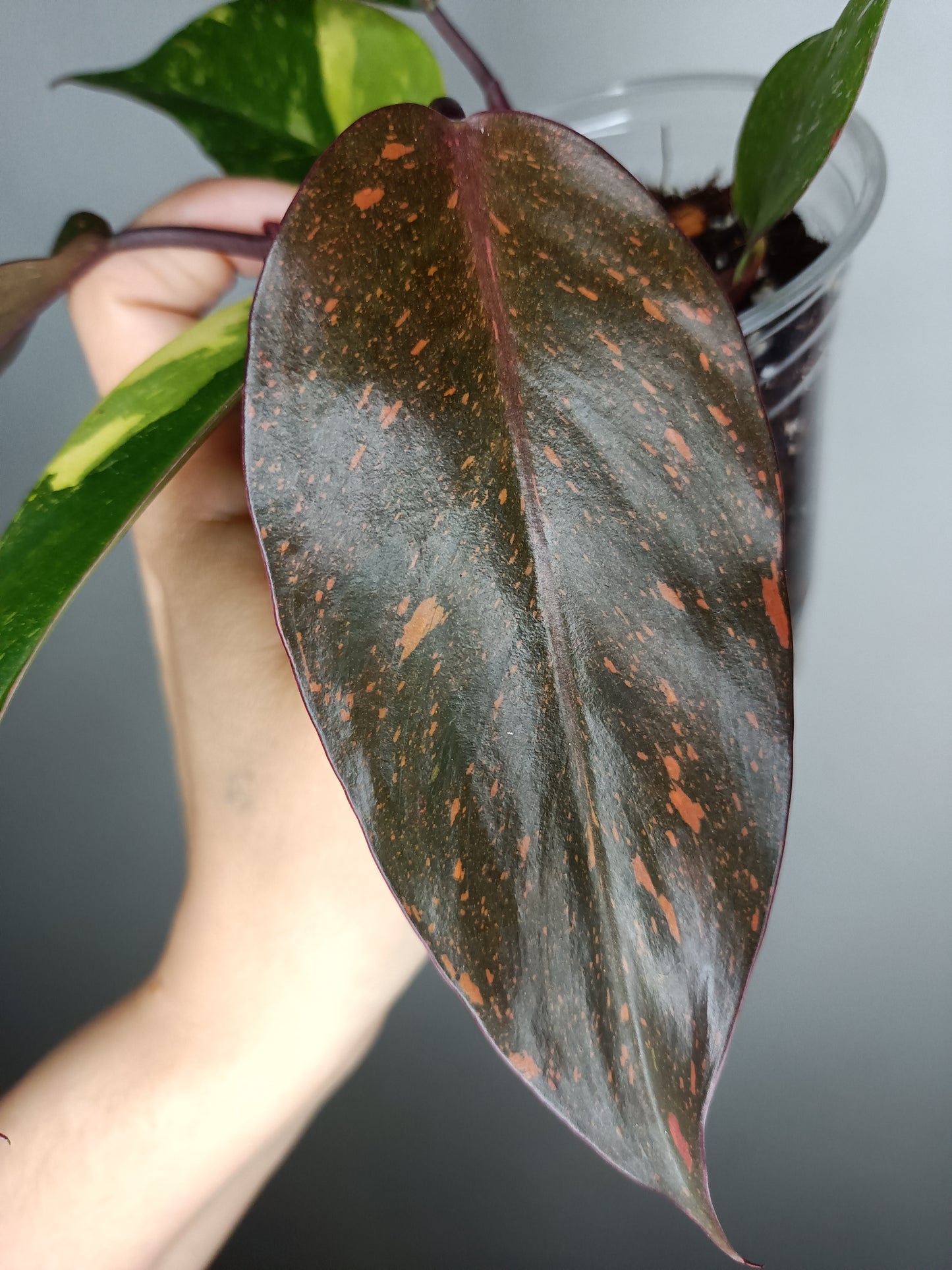 Philodendron Orange Princess #12