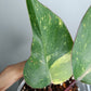 Philodendron Orange Princess #12