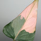 Homalomena Pink Diamond #1- Reserved Melody King