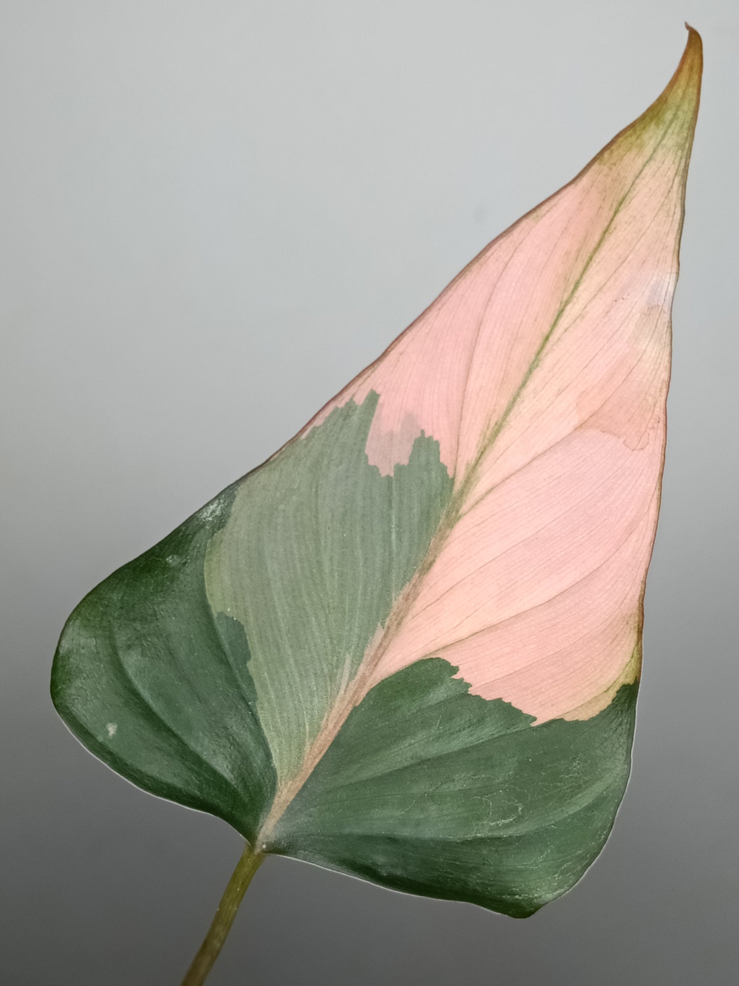 Homalomena Pink Diamond #1- Reserved Melody King