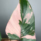 Homalomena Pink Diamond #2- Reserved Carolyn Sue Mohawk Waters