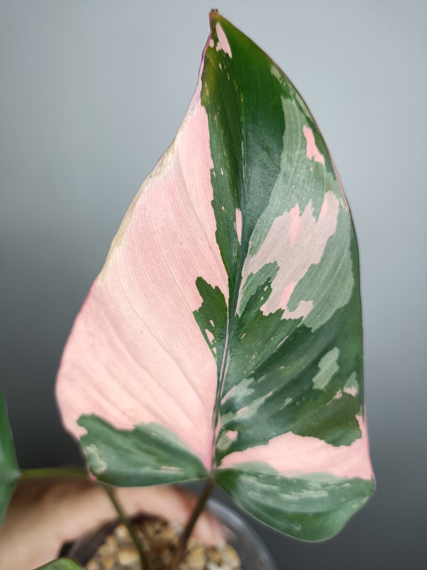 Homalomena Pink Diamond #2- Reserved Carolyn Sue Mohawk Waters