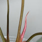 Homalomena Pink Diamond #2- Reserved Carolyn Sue Mohawk Waters