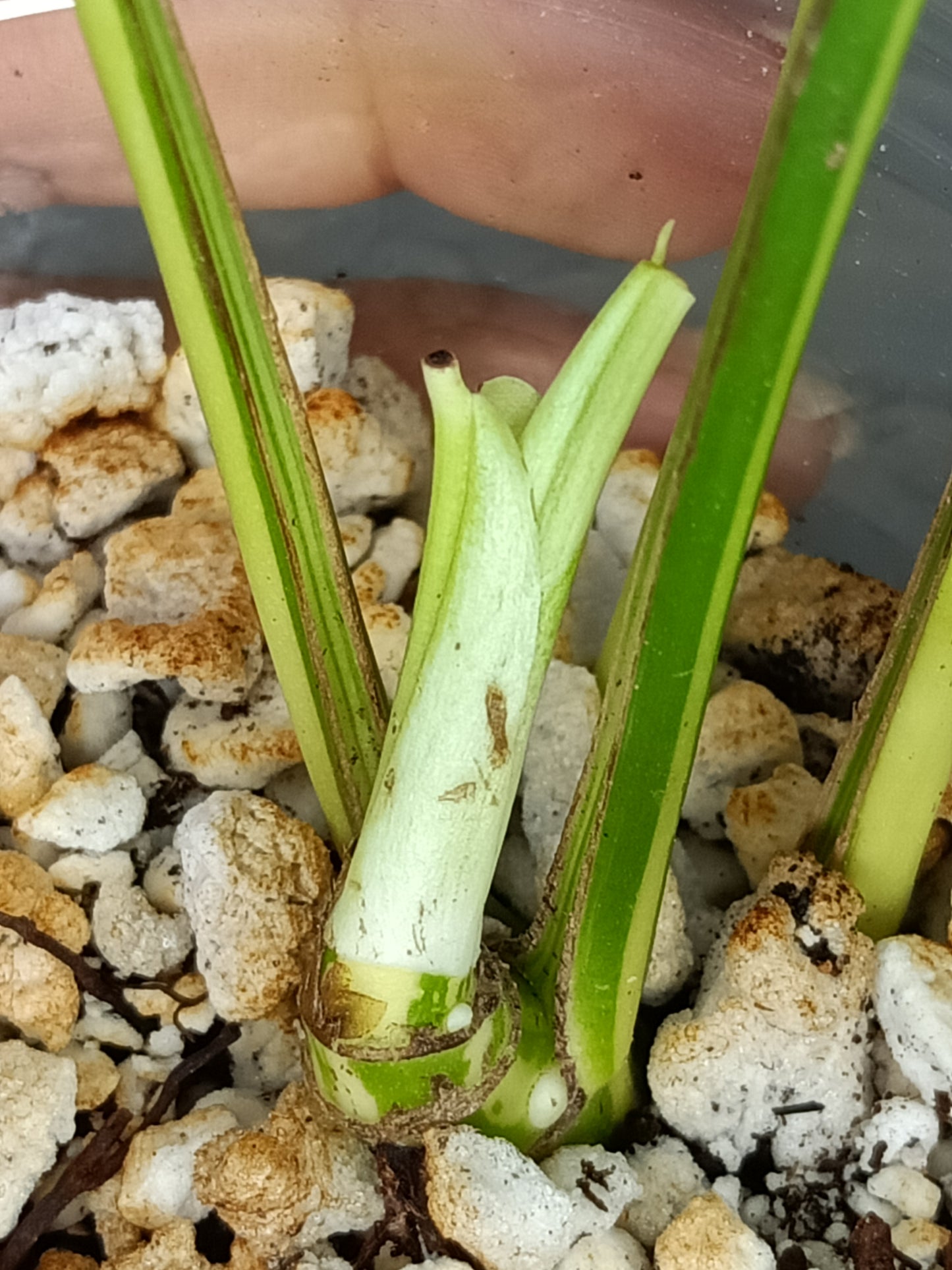 Rhaphidophora Tetrasperma Variegated #6- Reserved Nonita Harrigan