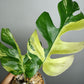 Rhaphidophora Tetrasperma Variegated #7- Reserved Zaineb Clark