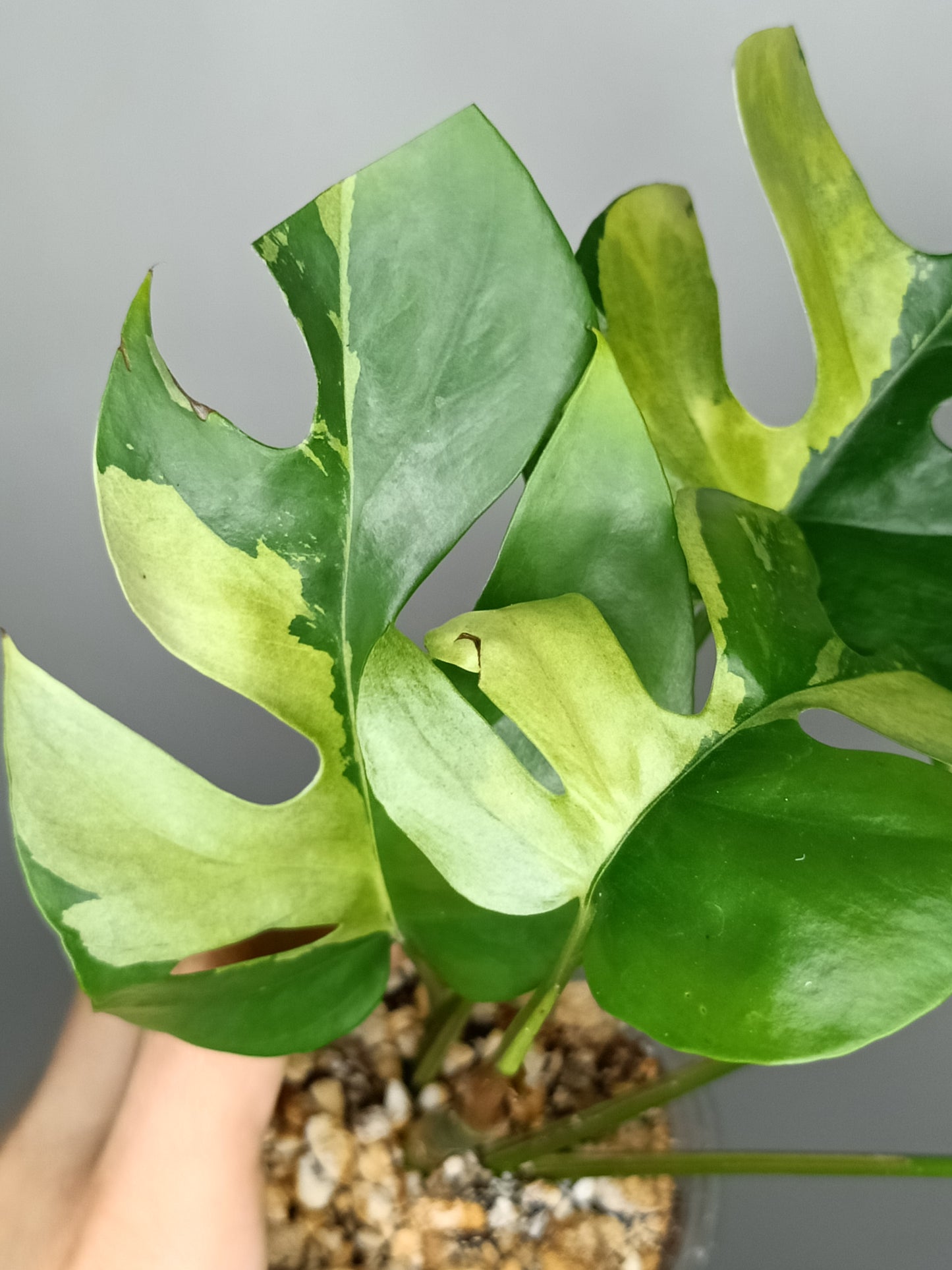 Rhaphidophora Tetrasperma Variegated #9- Reserved Romeo Conilas