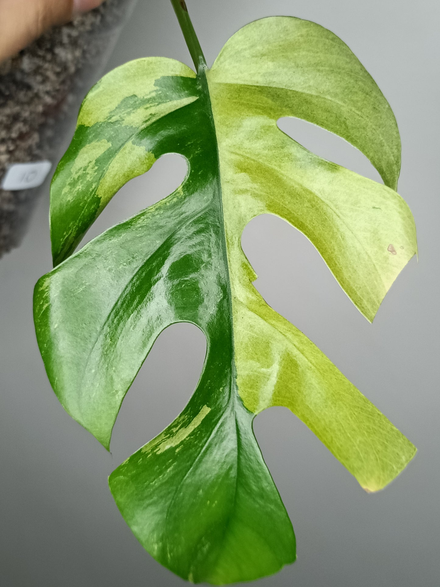 Rhaphidophora Tetrasperma Variegated #10 - Reserved Crystal Hawkins Day