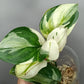 Scindapsus Treubii Moonlight Albo #2 -  Reserved Romeo Conilas