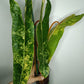 Philodendron Billietae Variegated #4