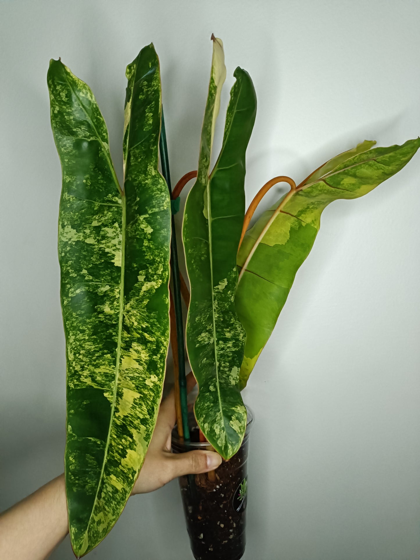 Philodendron Billietae Variegated #4