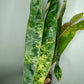 Philodendron Billietae Variegated #4