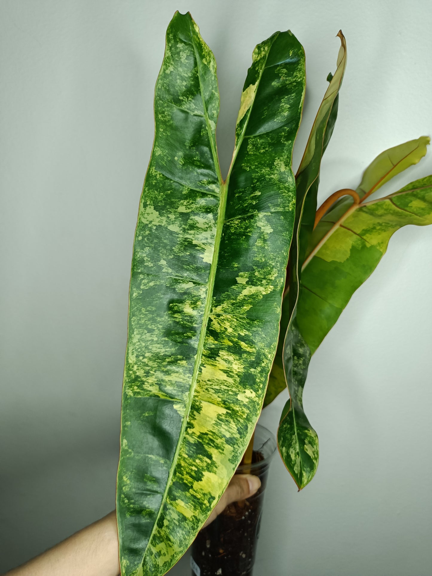 Philodendron Billietae Variegated #4