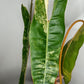 Philodendron Billietae Variegated #4