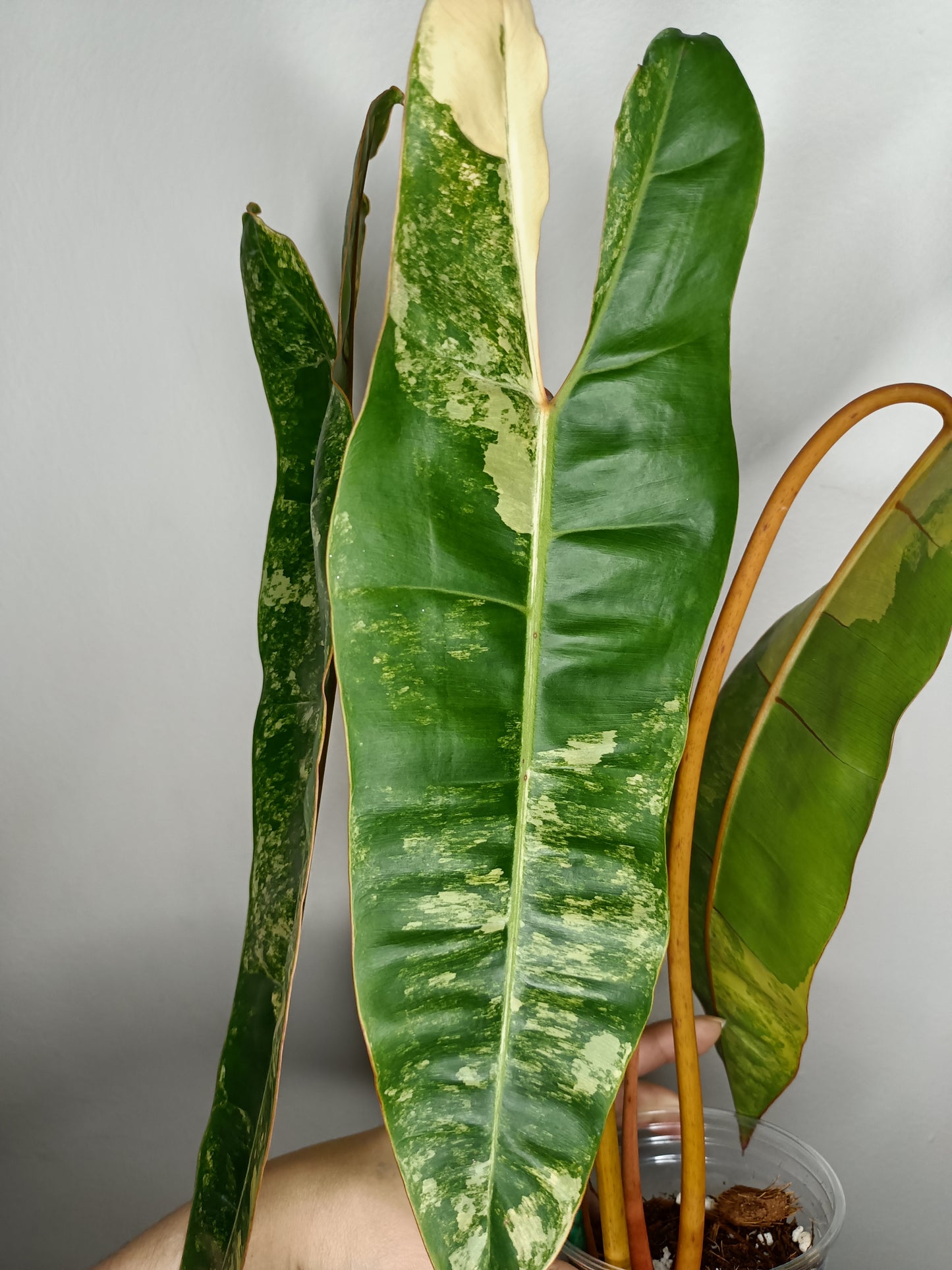 Philodendron Billietae Variegated #4