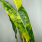 Philodendron Billietae Variegated #4