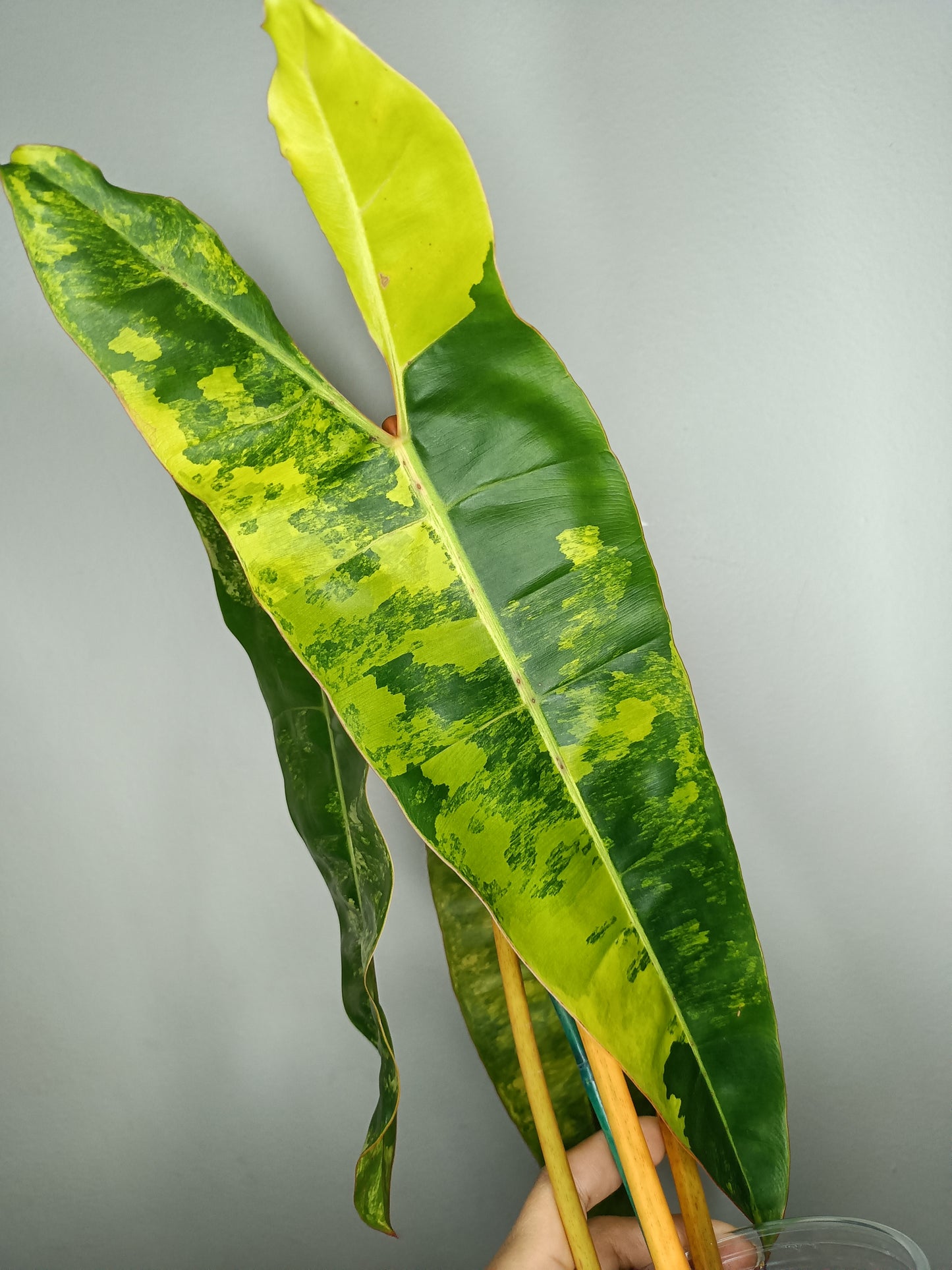 Philodendron Billietae Variegated #4