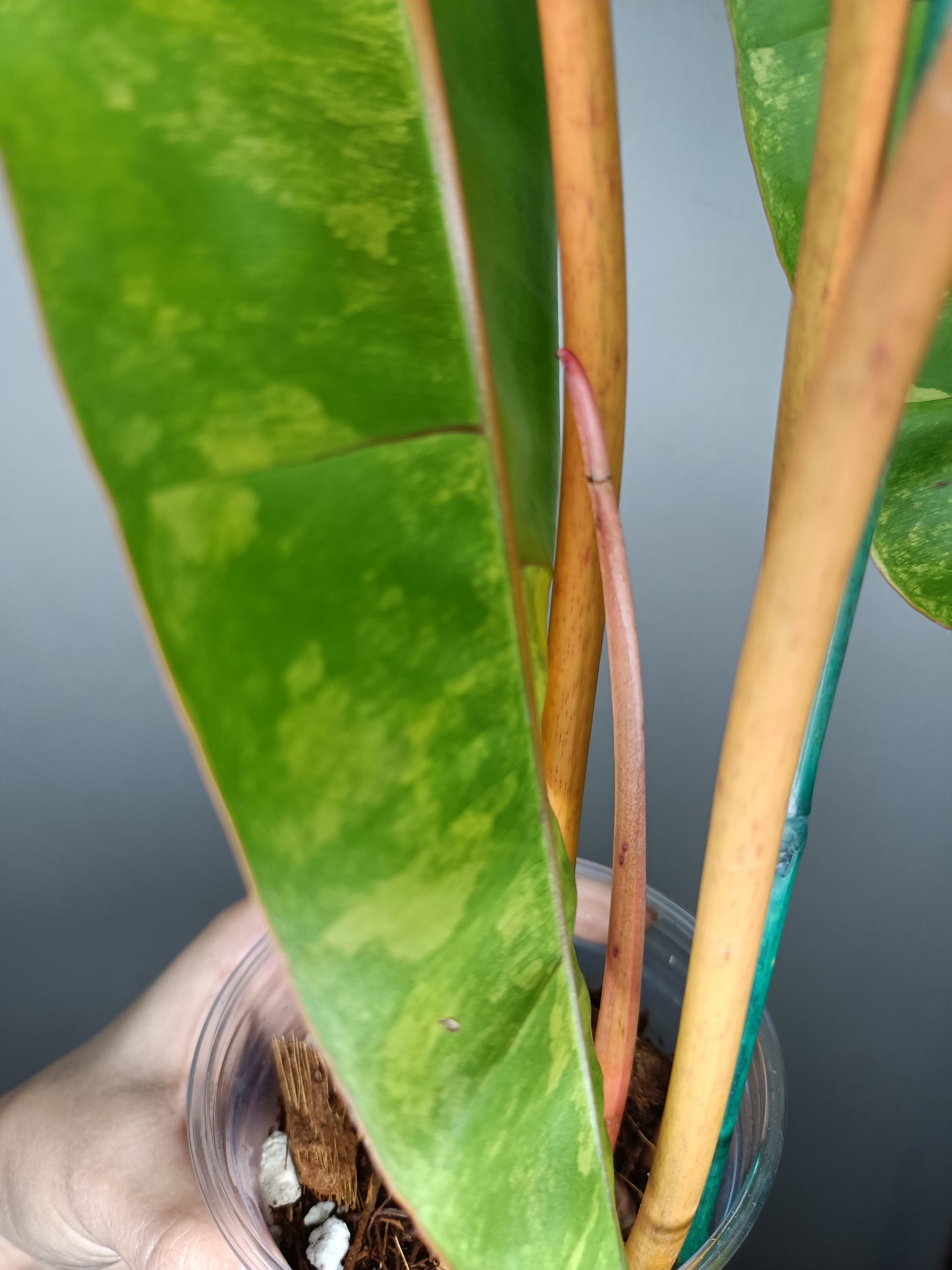 Philodendron Billietae Variegated #4