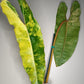 Philodendron Billietae Variegated #5