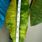 Philodendron Billietae Variegated #5