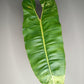 Philodendron Billietae Variegated #5