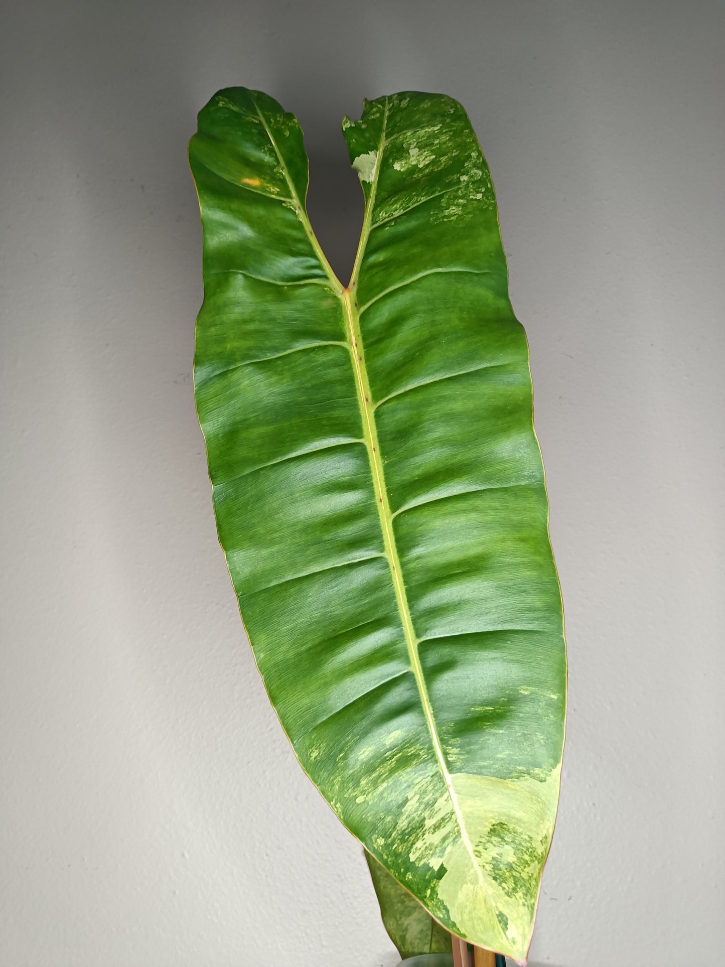 Philodendron Billietae Variegated #5