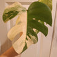 Beautiful Monstera Albo Two leaf Top Cut RESERVED Ashley Thompson