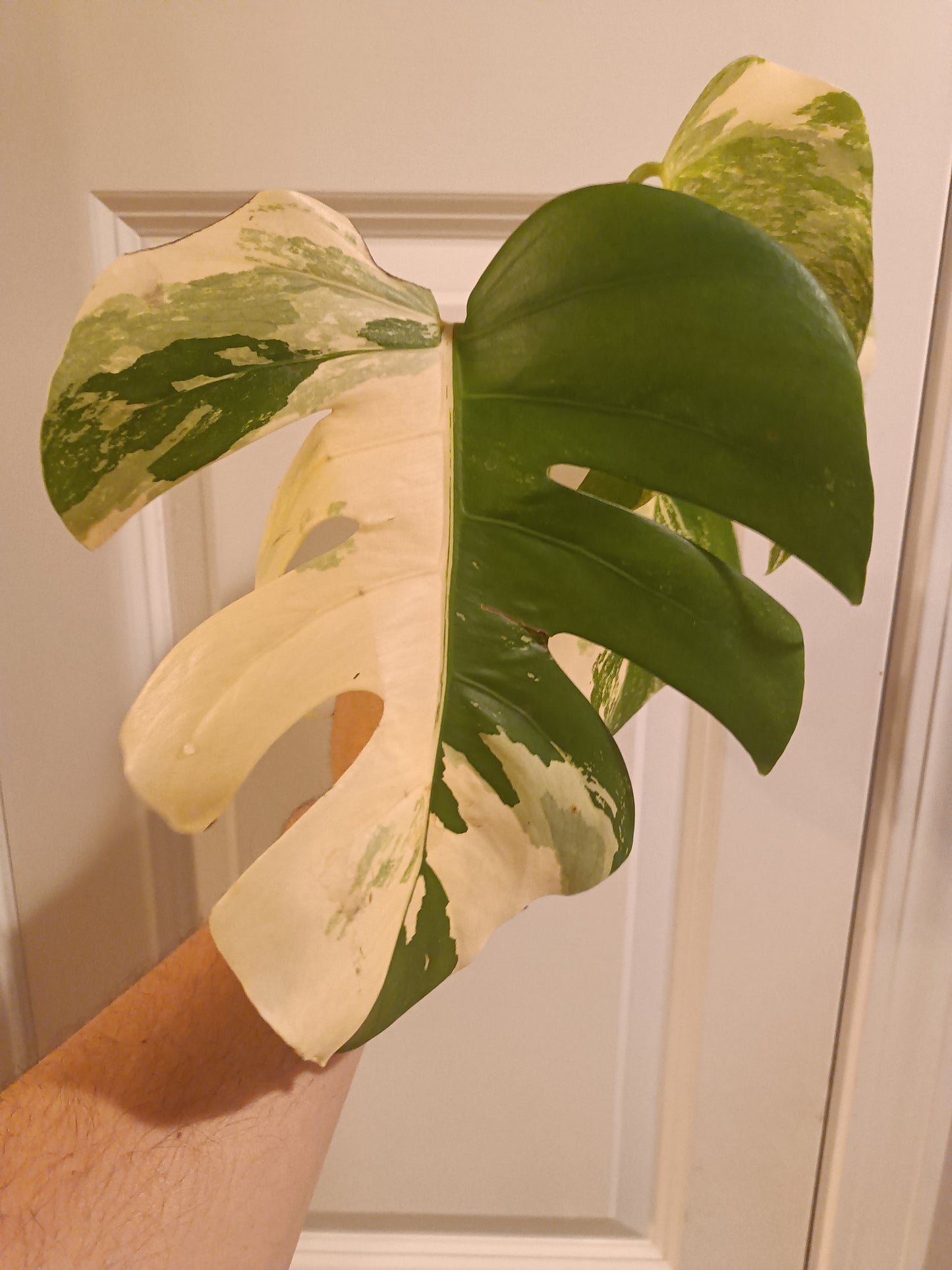 Beautiful Monstera Albo Two leaf Top Cut RESERVED Ashley Thompson