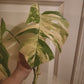 Beautiful Monstera Albo Two leaf Top Cut RESERVED Ashley Thompson