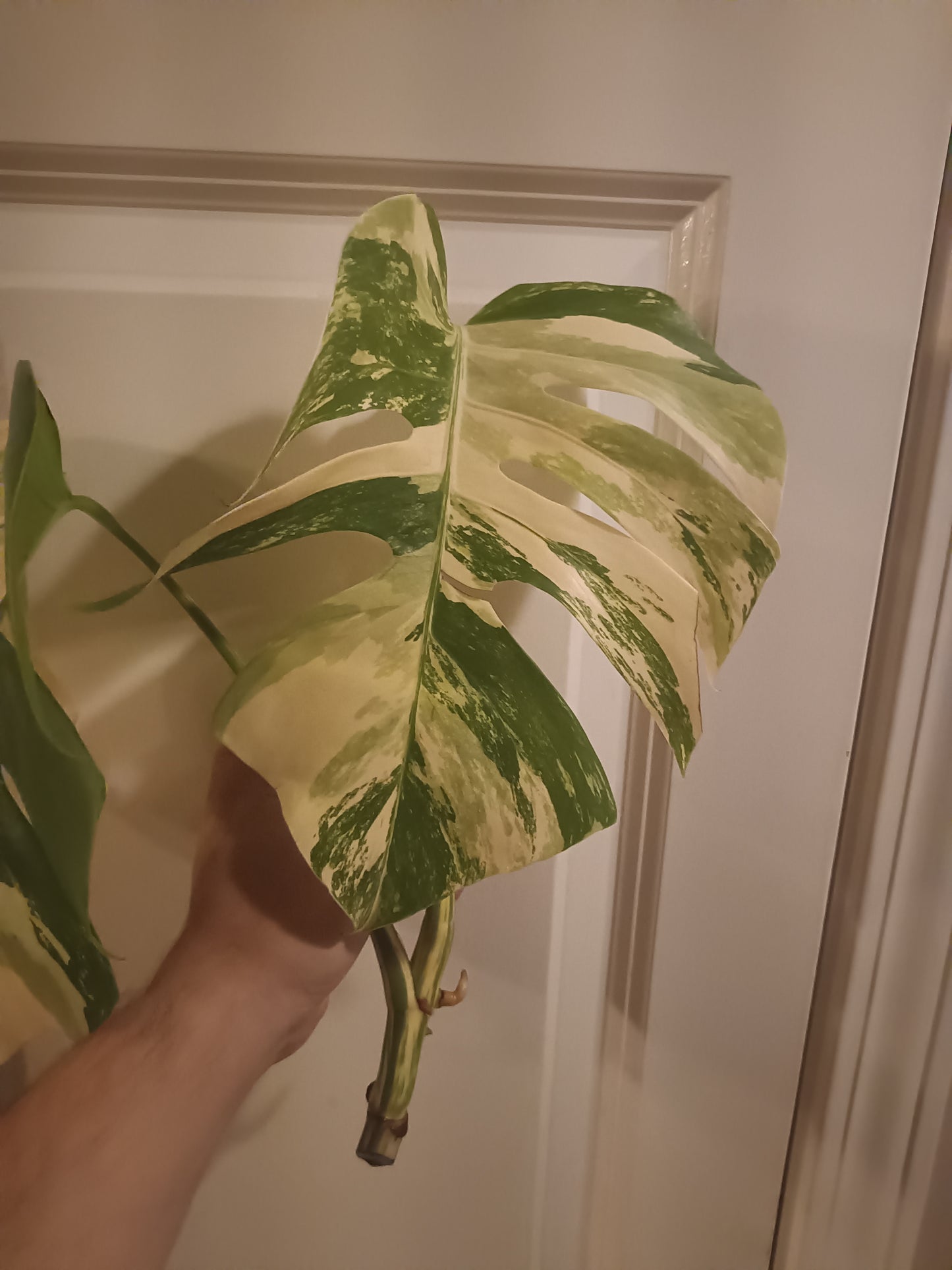 Beautiful Monstera Albo Two leaf Top Cut RESERVED Ashley Thompson