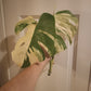 Beautiful Monstera Albo Two leaf Top Cut RESERVED Ashley Thompson