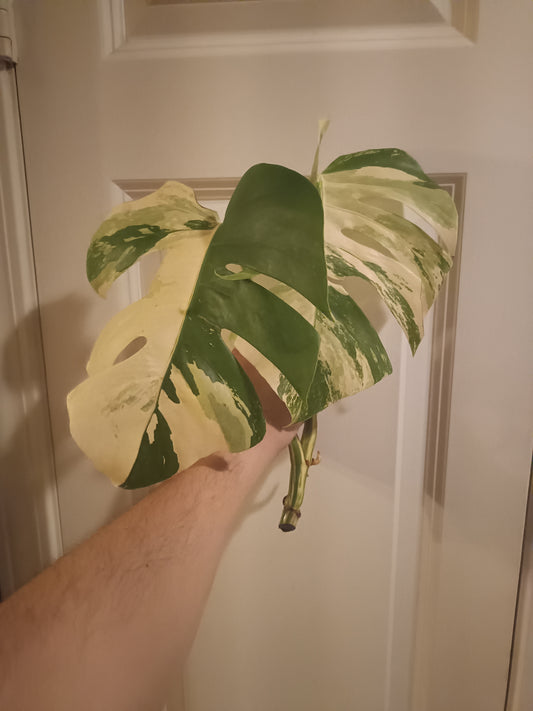 Beautiful Monstera Albo Two leaf Top Cut RESERVED Ashley Thompson