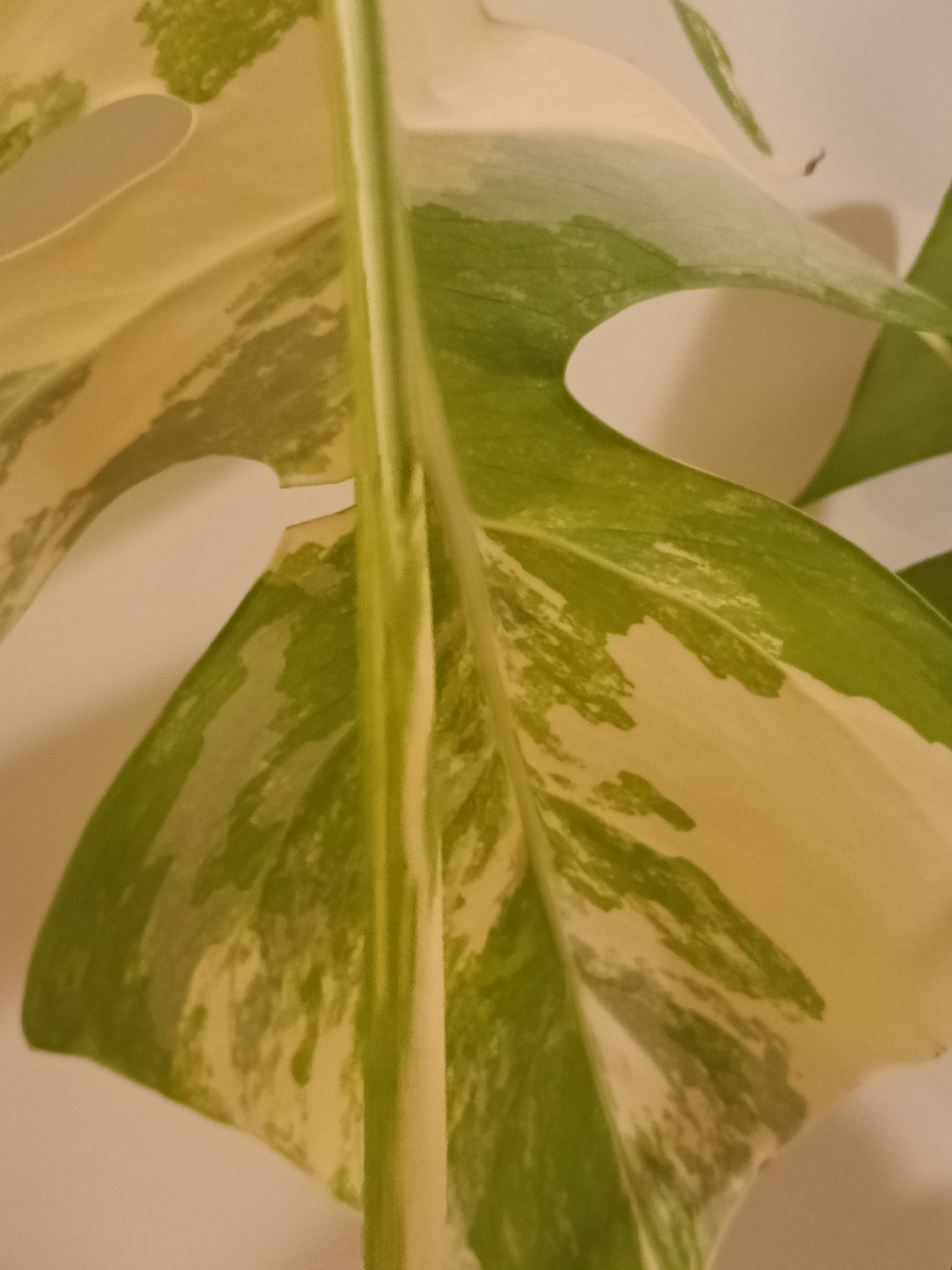 Beautiful Monstera Albo Two leaf Top Cut RESERVED Ashley Thompson