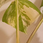 Beautiful Monstera Albo Two leaf Top Cut RESERVED Ashley Thompson